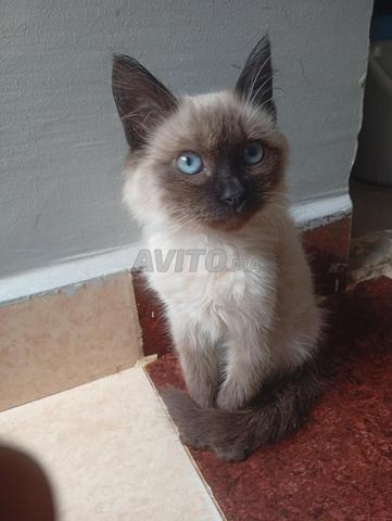 الحي الجديد زنقة 9 - 2