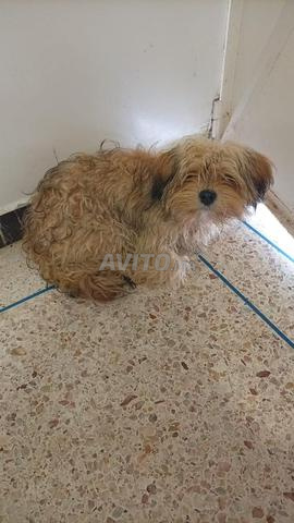 كلب كانيش ذكر (سيزار) - 2