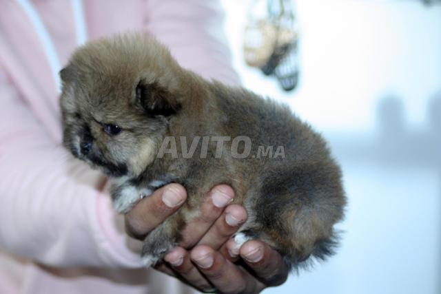 سبتز نين بوميرانيان - 2