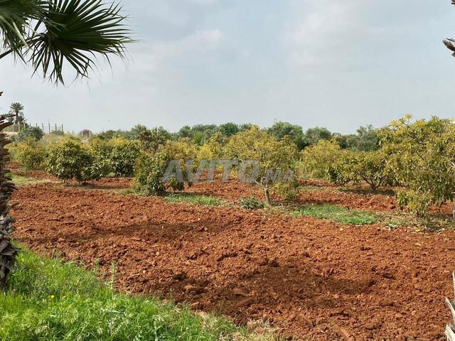 للبيع – أرض فلاحية رائعة بمنزل بوزنيقة (جماعة شراط)