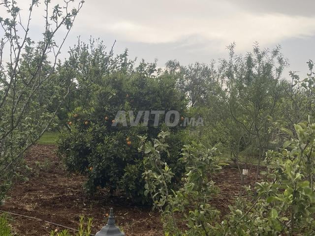 مزرعة جميلة 5.5 هكتار 10 كم إلى مكناس