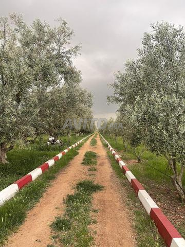 مزرعة جميلة 5 هكتارات 10 كم إلى مكناس