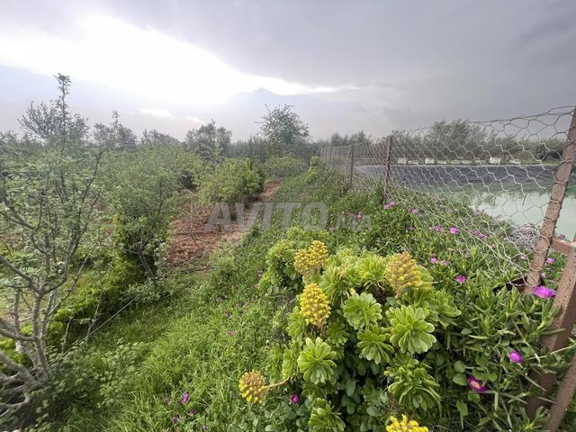 مزرعة جميلة 5 هكتارات 10 كم إلى مكناس