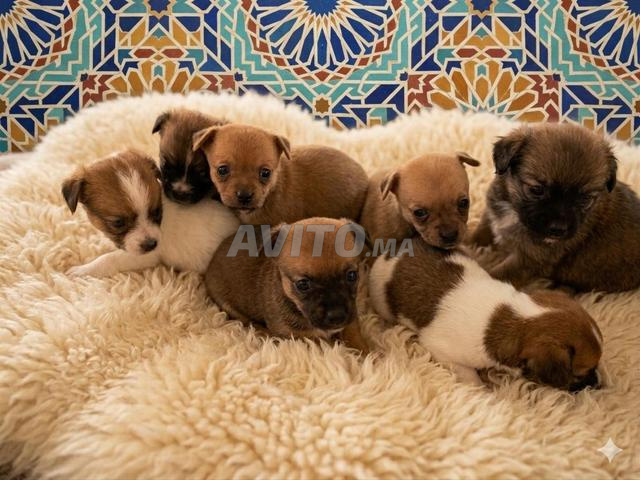 كلاب صغيرة للتبني - 2