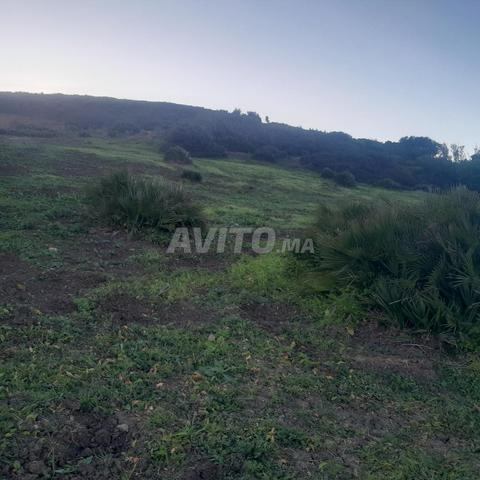 أرض محفظة قرب البحر ب400 متر أشقار - 2