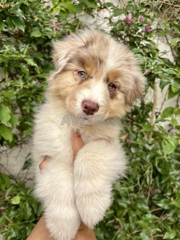 راعي أسترالي - 2