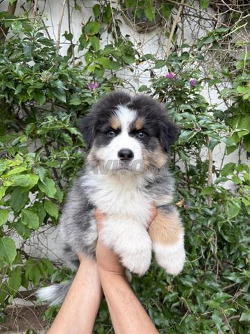 راعي أسترالي