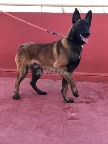 مالينوا ذكر 6 أشهر - 2