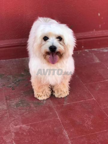 أنثى بيشون عمرها 7 أشهر - 2