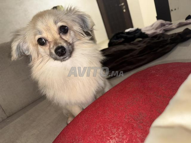 Femelle spitz croisé - 2