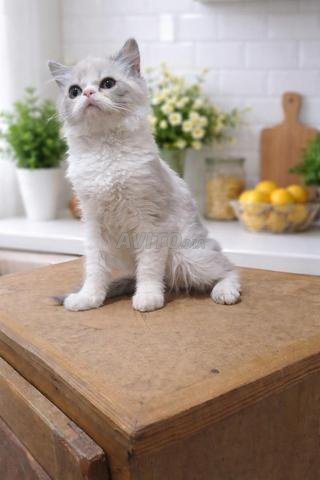 قطة شيرازية صغيرة لطيفة للبيع 🐱 - 2