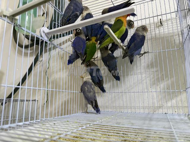 كوبلات فيشر و شنابر متوفرة - 2