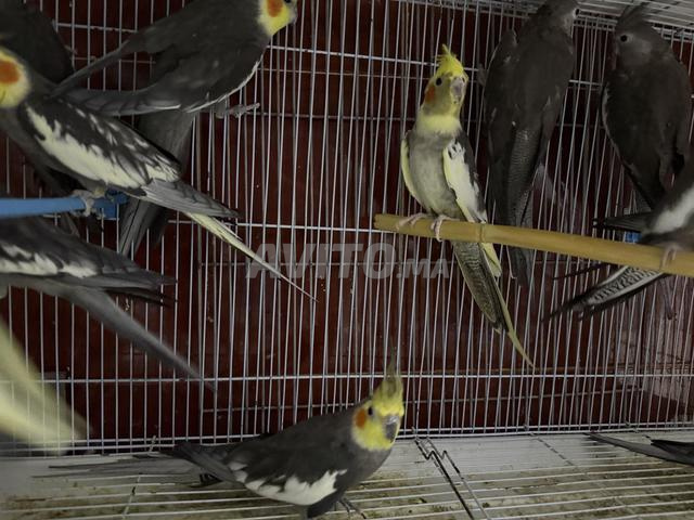 طائر الكوكتيل - 2