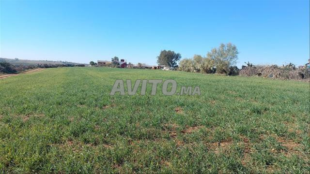 أراضي محفظة للسكن والفلاحة ببير جديد - 2