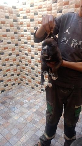 كانى كورسو أصيل - 2