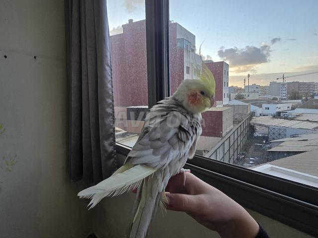 2 ببغاوات الككاتو مدربة - 2