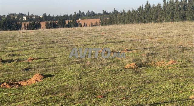 أراضٍ ببئر جديد للسكن، الفلاحية، أو الاستثمار - 2