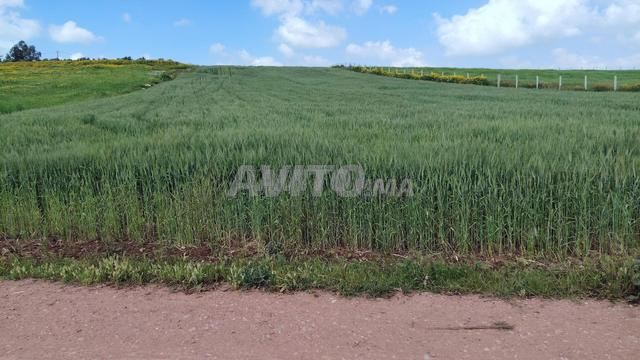 Terrains Agricoles & fermes à bir jdid - 2