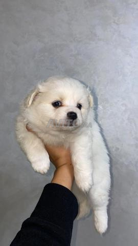 سبيتز ألماني - 2