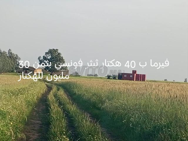Ferme avec terrain agricole Tétouan Founsi 40 hectares - 2