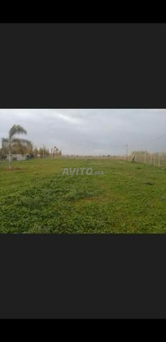 للبيع، أرض فلاحية، 2500 متر بسكيرت - 2