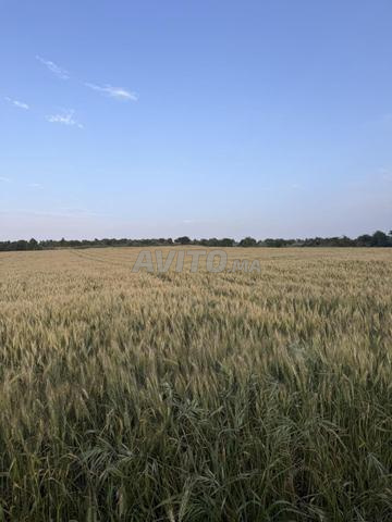 أرض بمساحة 4000 متر وموقع رائع للبيع - 2