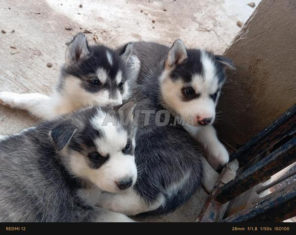 أنثى هاسكي للبيع - 2