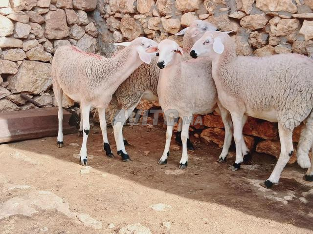 Bonne Sreddia à vendre