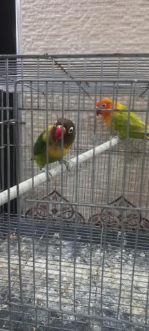 3 Fischer 2 Canaris à vendre - 2