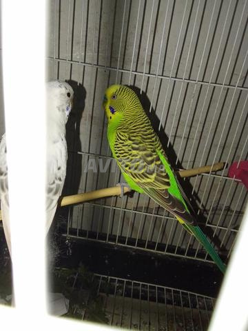 حي الزهراء الخميسات - 2