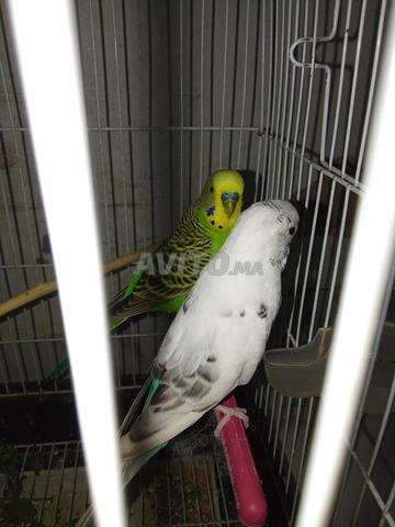 حي الزهراء الخميسات - 2