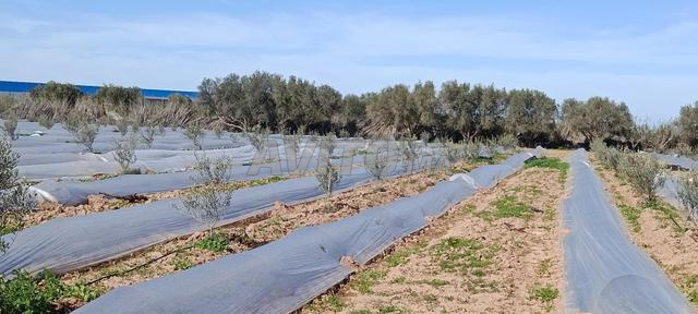 مزرعة مجهزة للبيع - 2