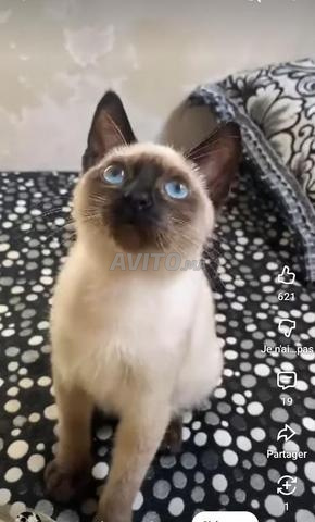 Chat Siamois trois mois et demi - 2
