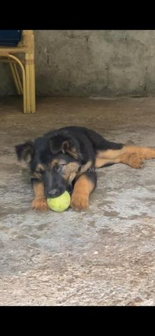 جرو كلب الراعي الألماني (أنثى) - 2