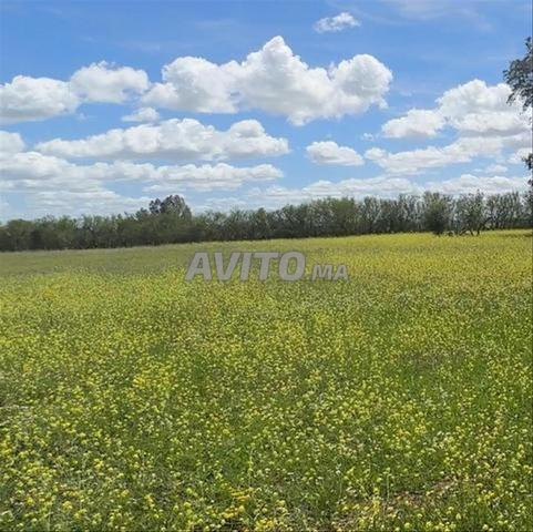 أراضٍ محفظة مميزة للسكن بإطلالة بحرية بسيدي رحال