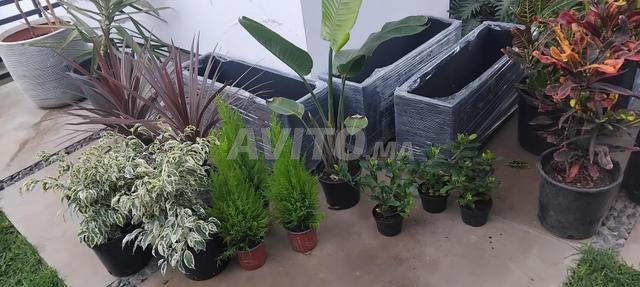 سيدي مسعود - 2