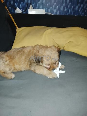 أنثى بيشون مالطي عمرها 3 أشهر - 2