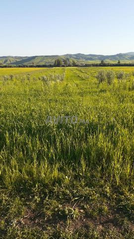 أرض سقيوية محفظة للبيع - 2