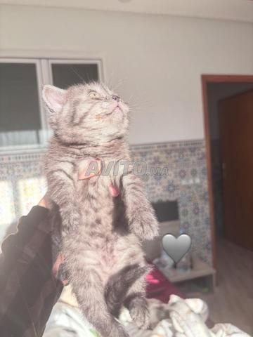 سكوتيش ستريت / فولد بني مكادة طنجة