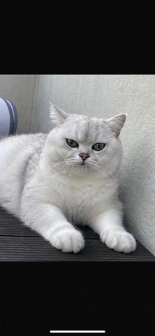 Scottish fold - 2