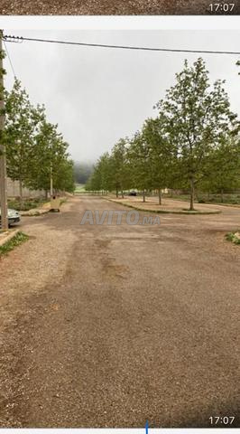 بقعة محفظةتجارية شوكية شهادة ملكية  - 2