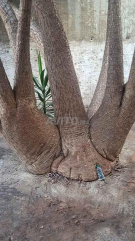 شجرة يوکا إليفانتيبس العملاقة