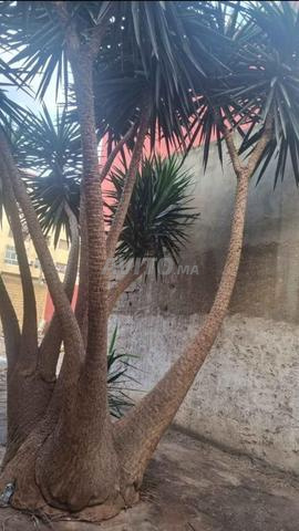 شجرة يوکا إليفانتيبس العملاقة - 2