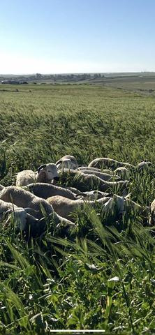 Kherfanes Sardi Bedri