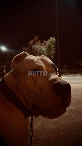 Dogue argentin 2 ans