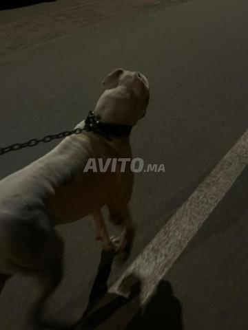 Dogue argentin 2 ans - 2