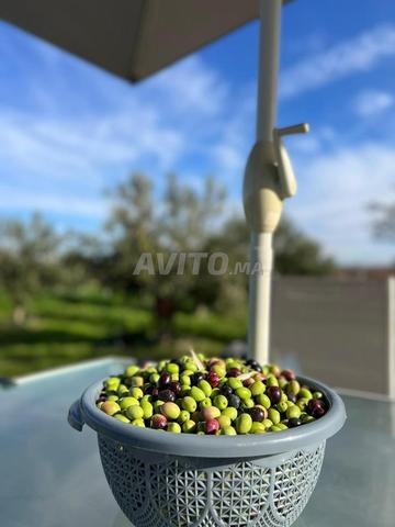 Ferme à vendre Région Ain Jouhra Tiflet - 2