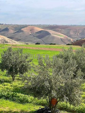 مزرعة للبيع منطقة عين جوهرة تيفلت - 2