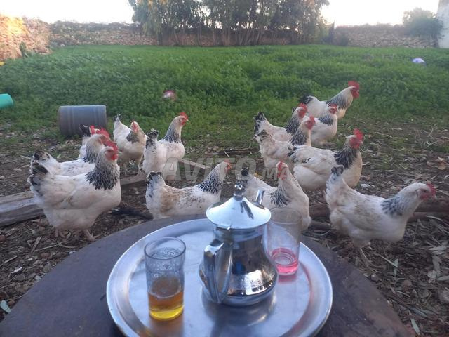 بيض سوسيكس أرميني مخصب... سلعة نقية - 2