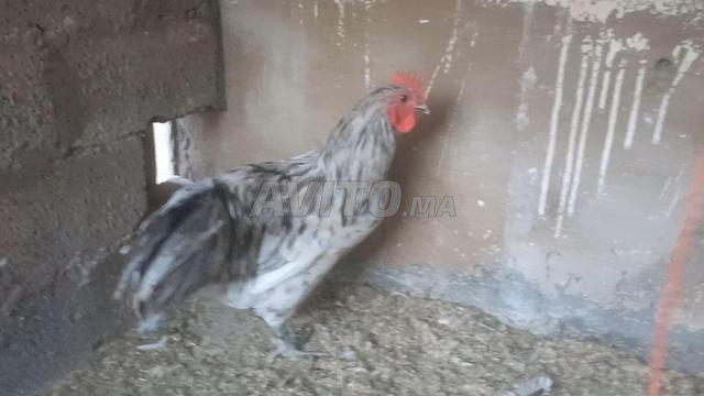 ديك أسترالوب سبلاش